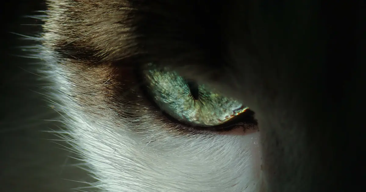 why is my cats eye swollen
