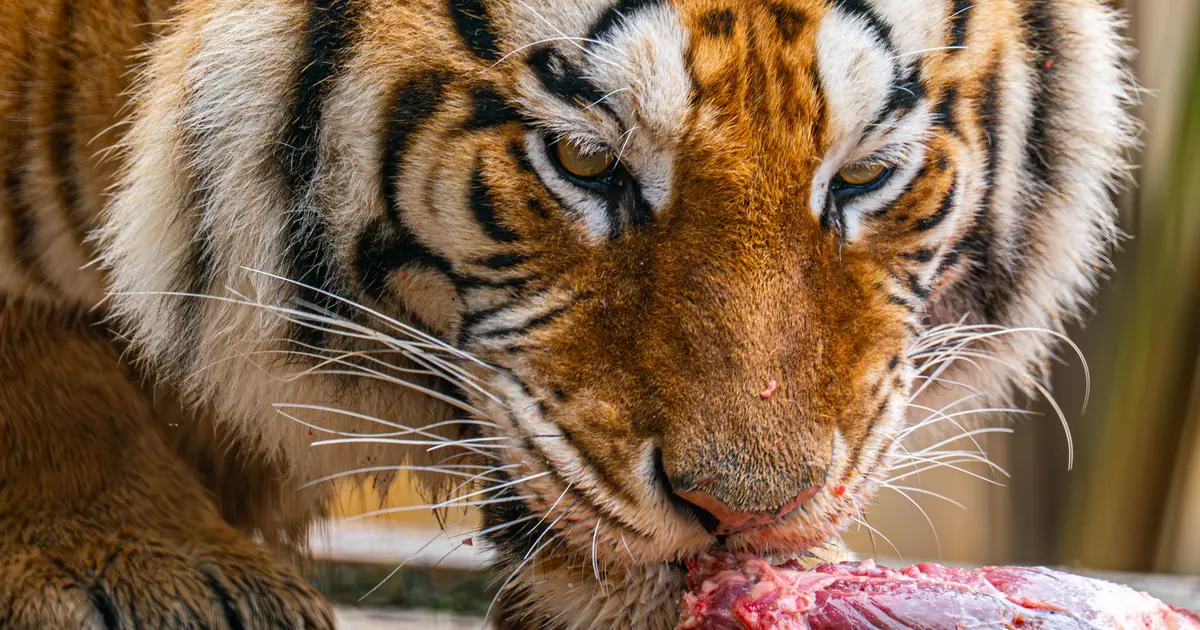cat eating high meat air-dried food