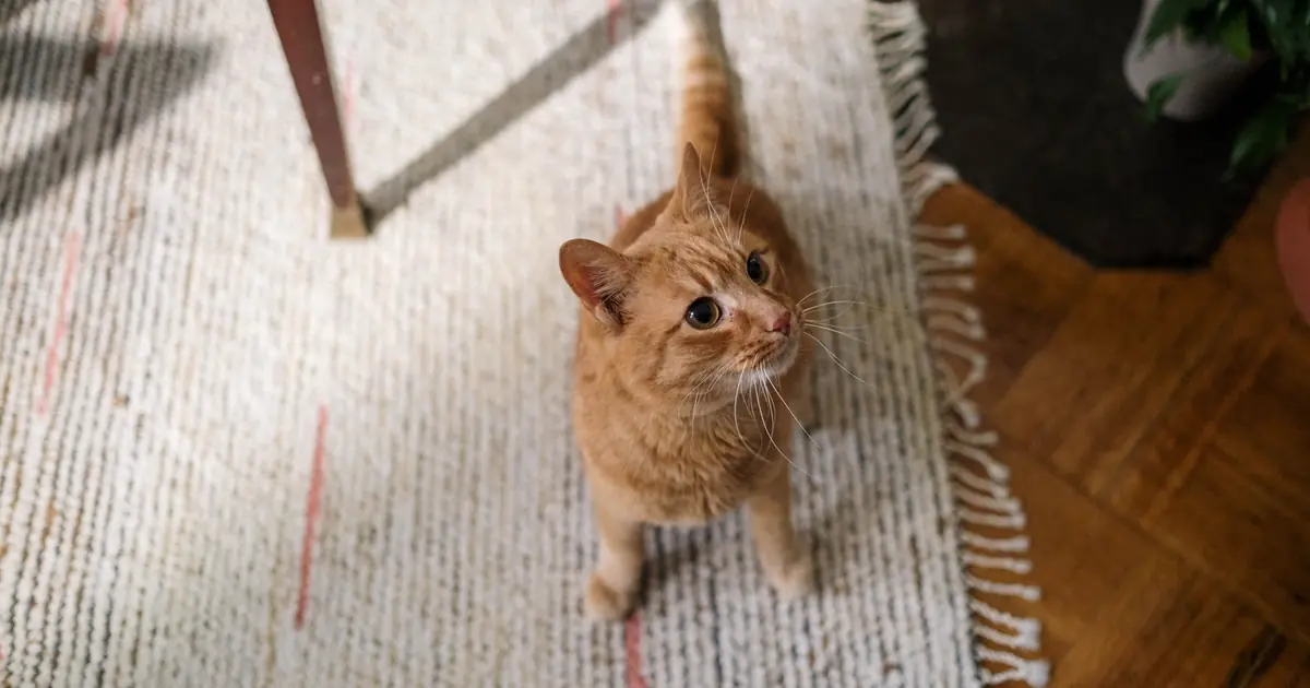 cat eating beside an automatic feeder