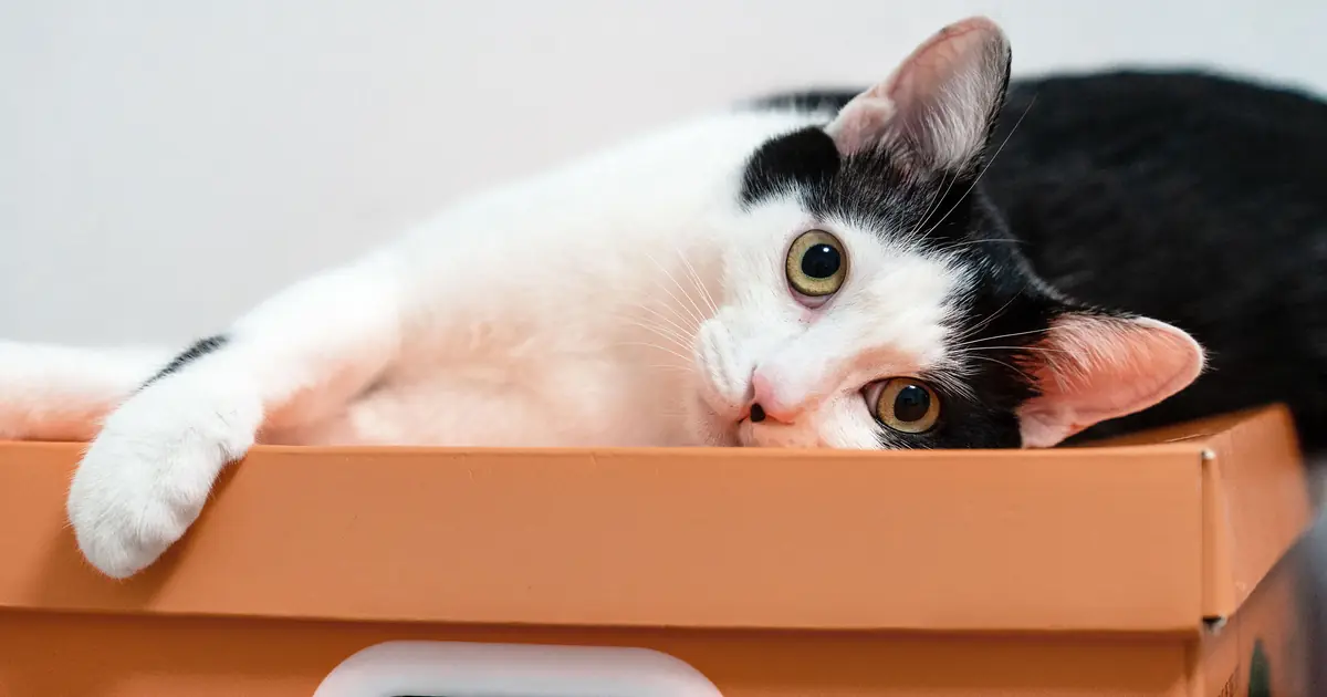 cat beside an automatic litter box