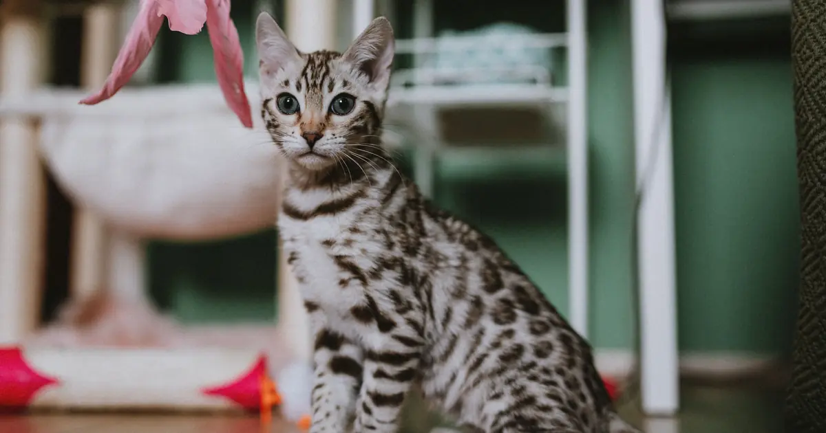a Bengal cat playing with a toy