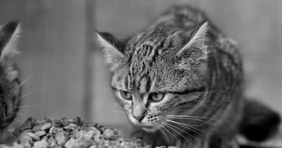cat eating budget wet cat food in gravy
