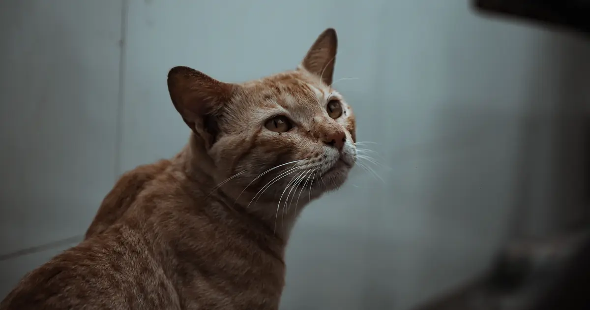a cat looking away aloof