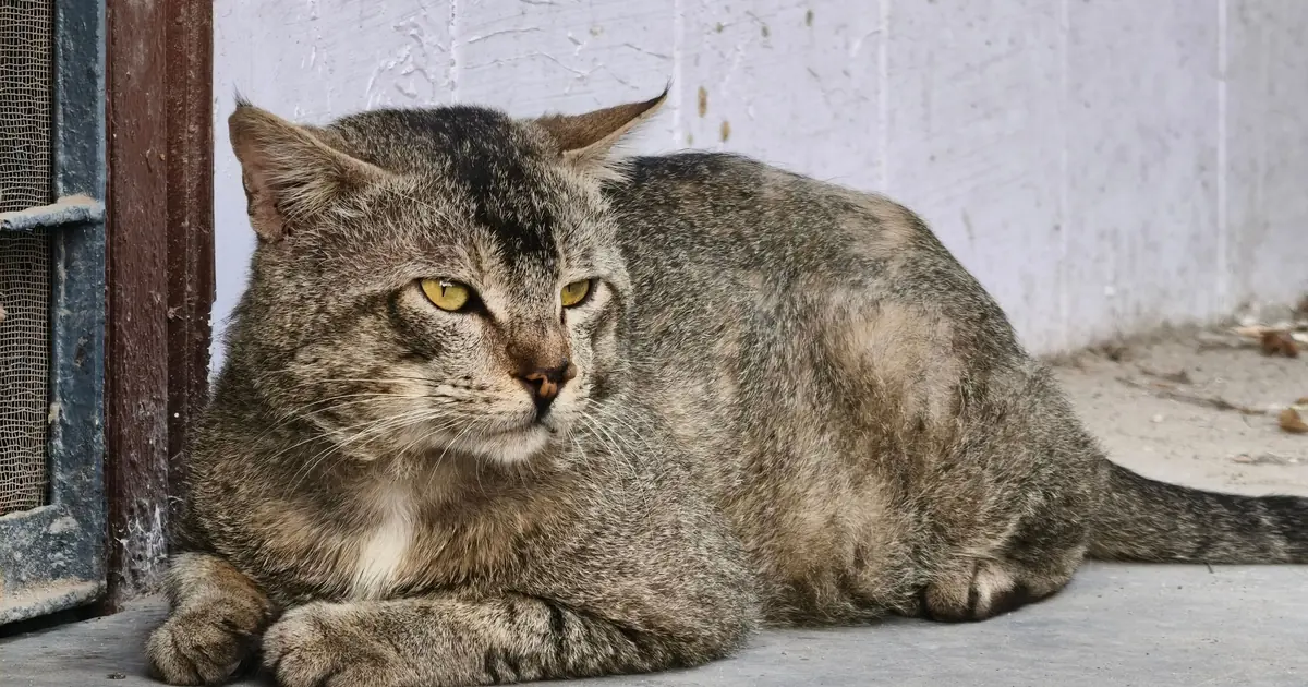 a cat with ears flattened back