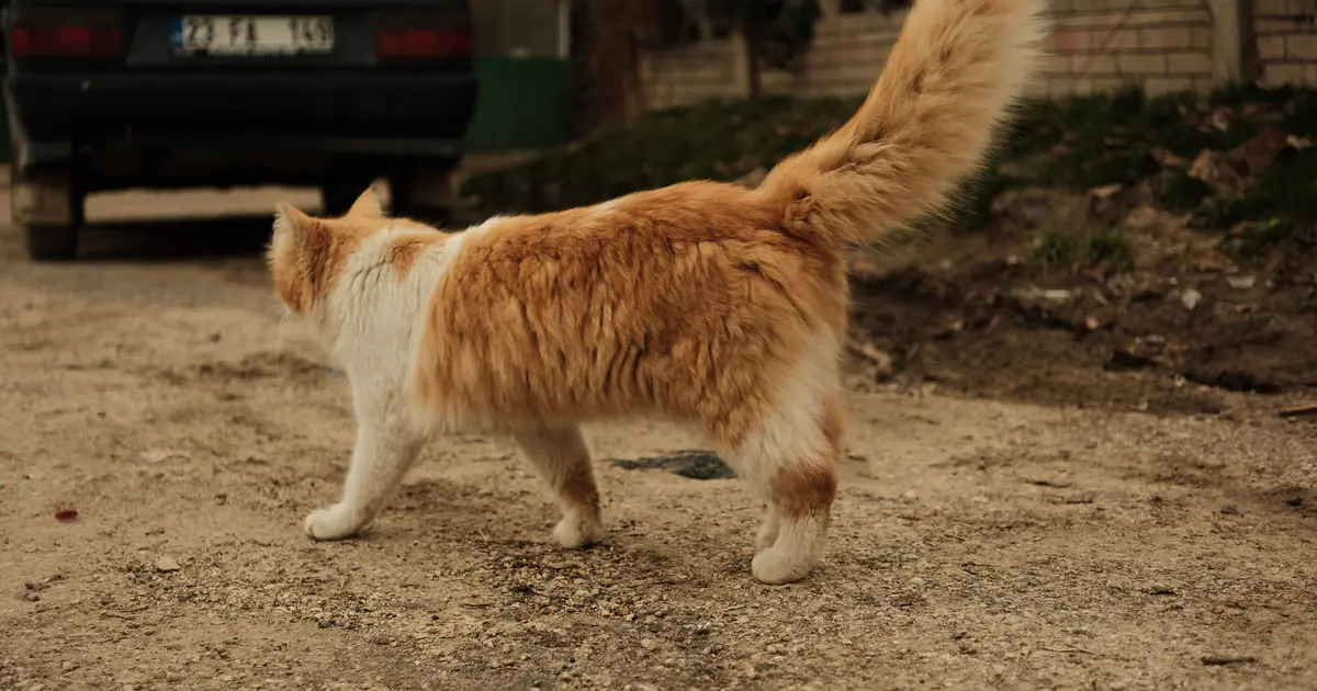 a cat lifting its rear being petted
