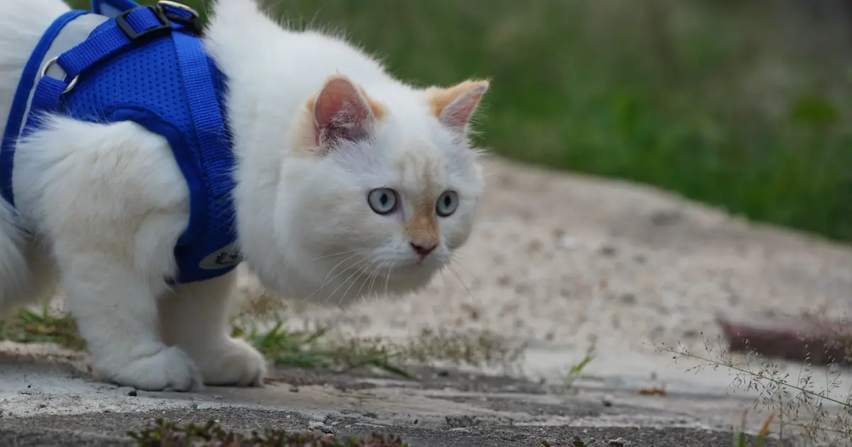 cat wearing a harness on grass outdoors