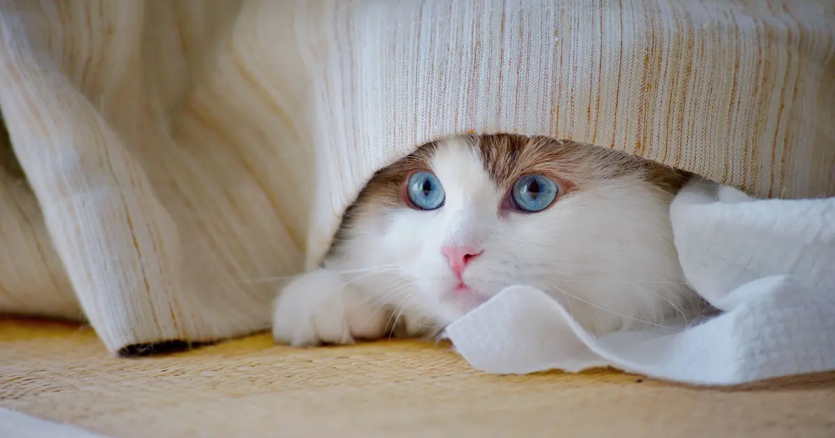 a scared cat hiding