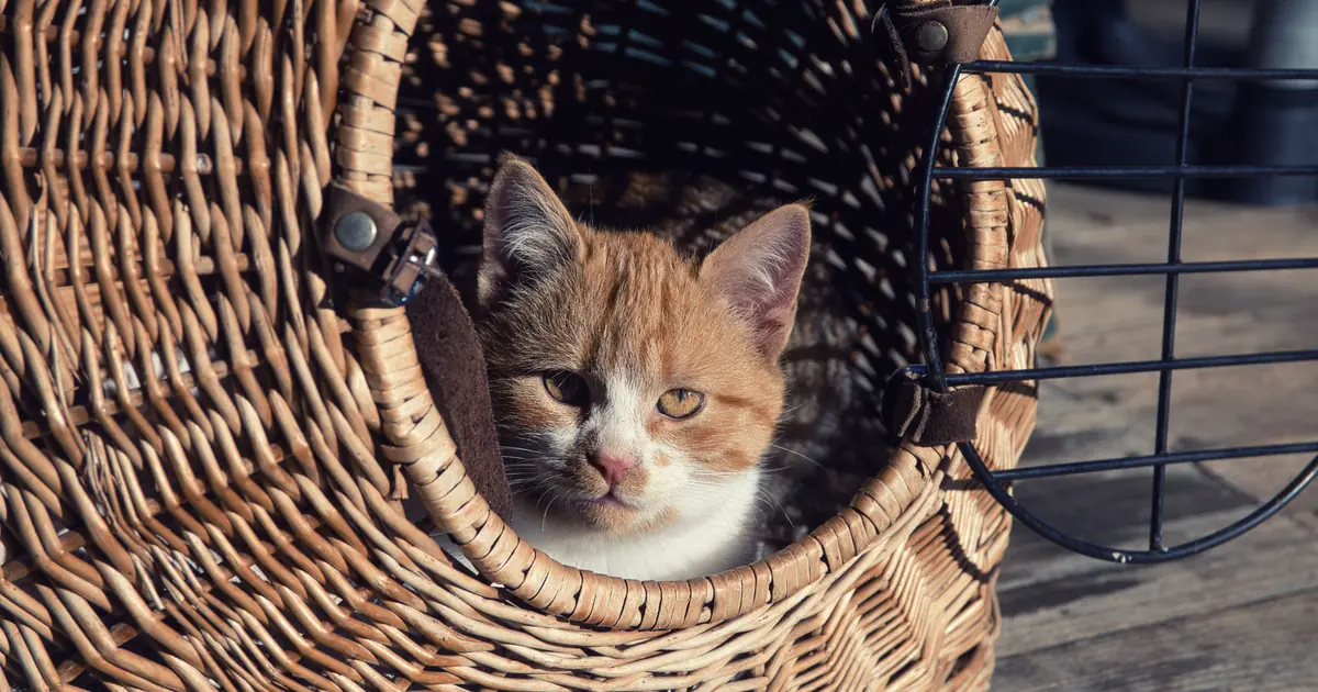 a cat inside a pet carrier