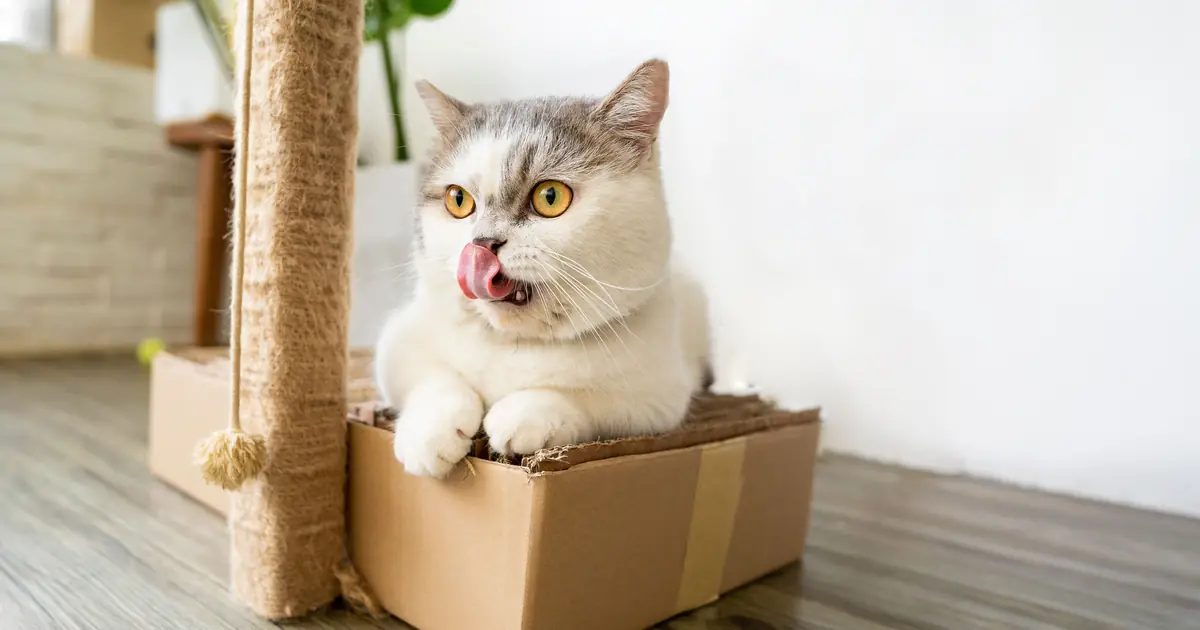 cat stepping out of a litter box onto the floor