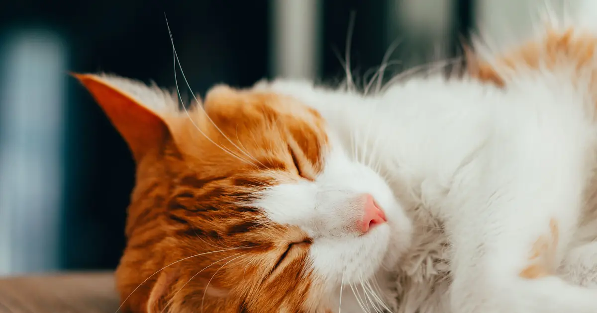 a cat sleeping recovering