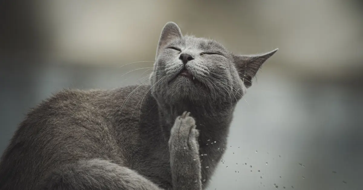 a cat scratching itself