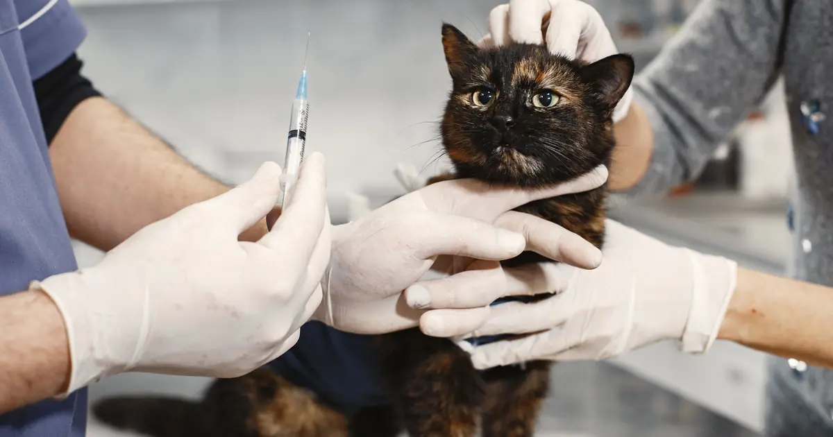 a cat receiving an injection at the vet
