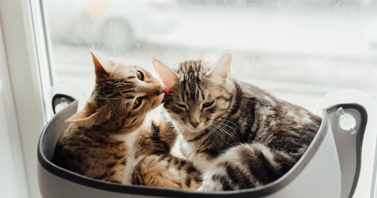 two cats licking each other