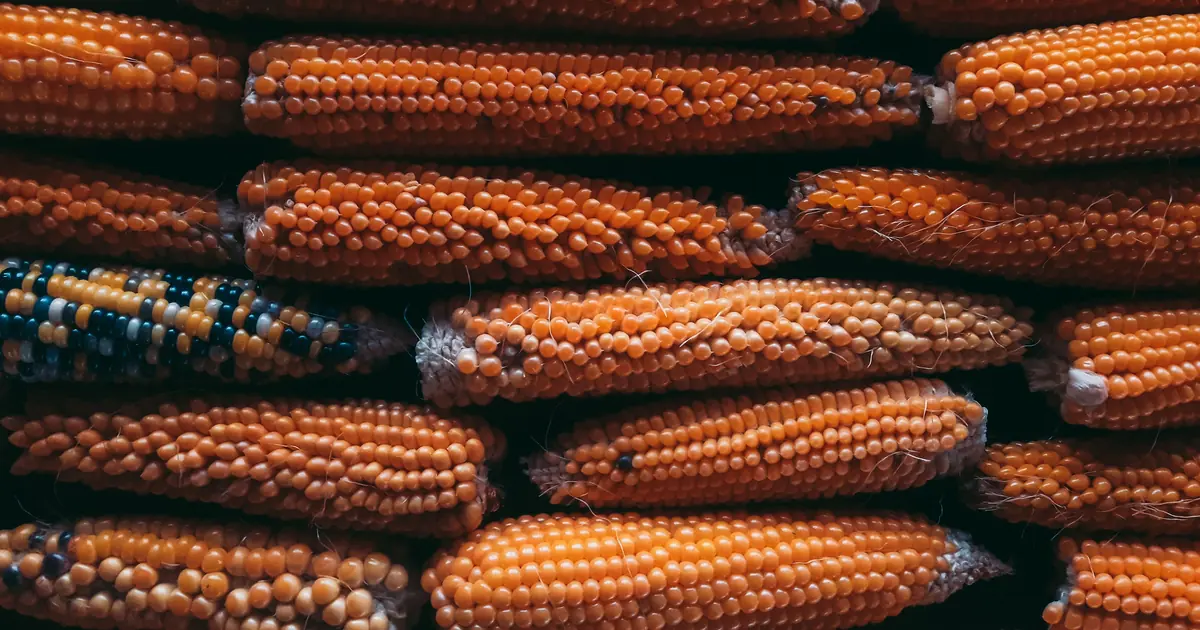 corn cat litter used to make clumping cat litter