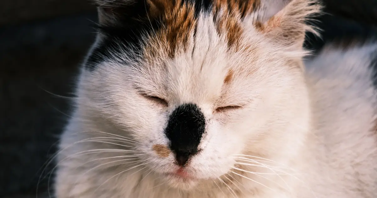 a drowsy cat half asleep