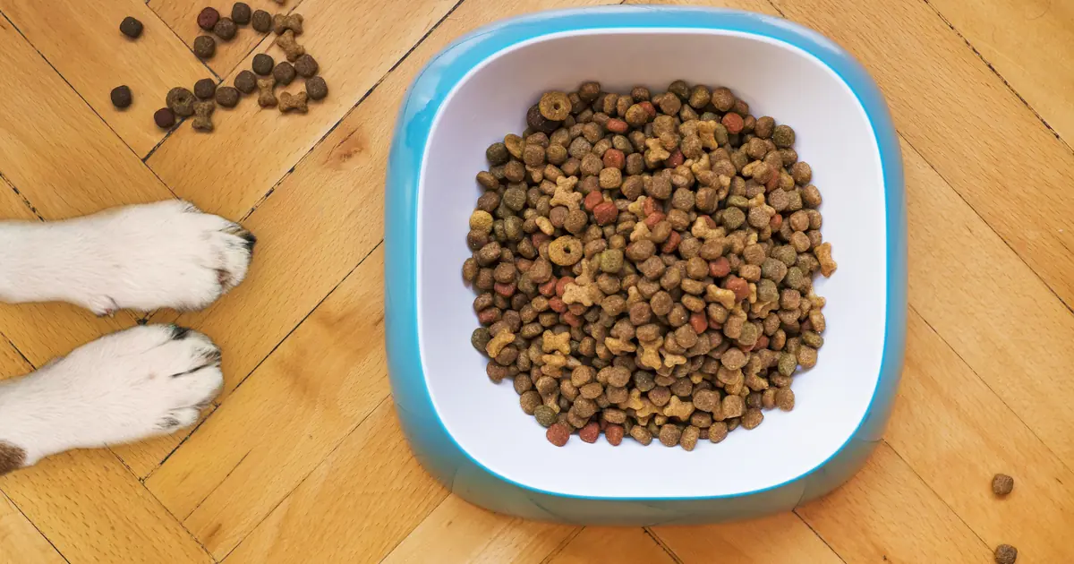 cat beside a bowl of grain free cat food