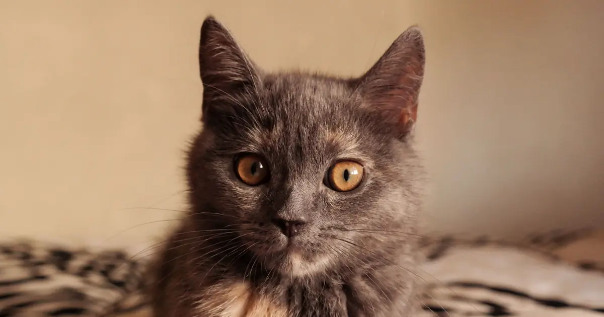 a plush grey cat close up