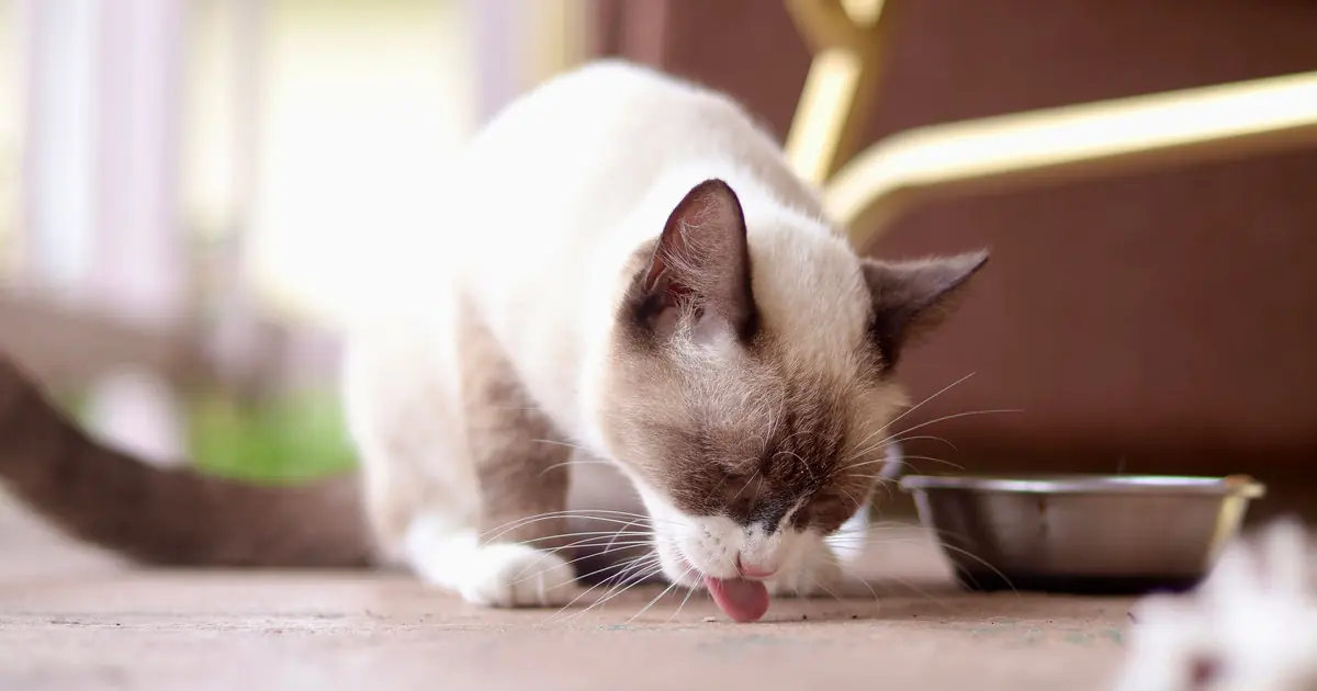 cat eating grocery store cat food