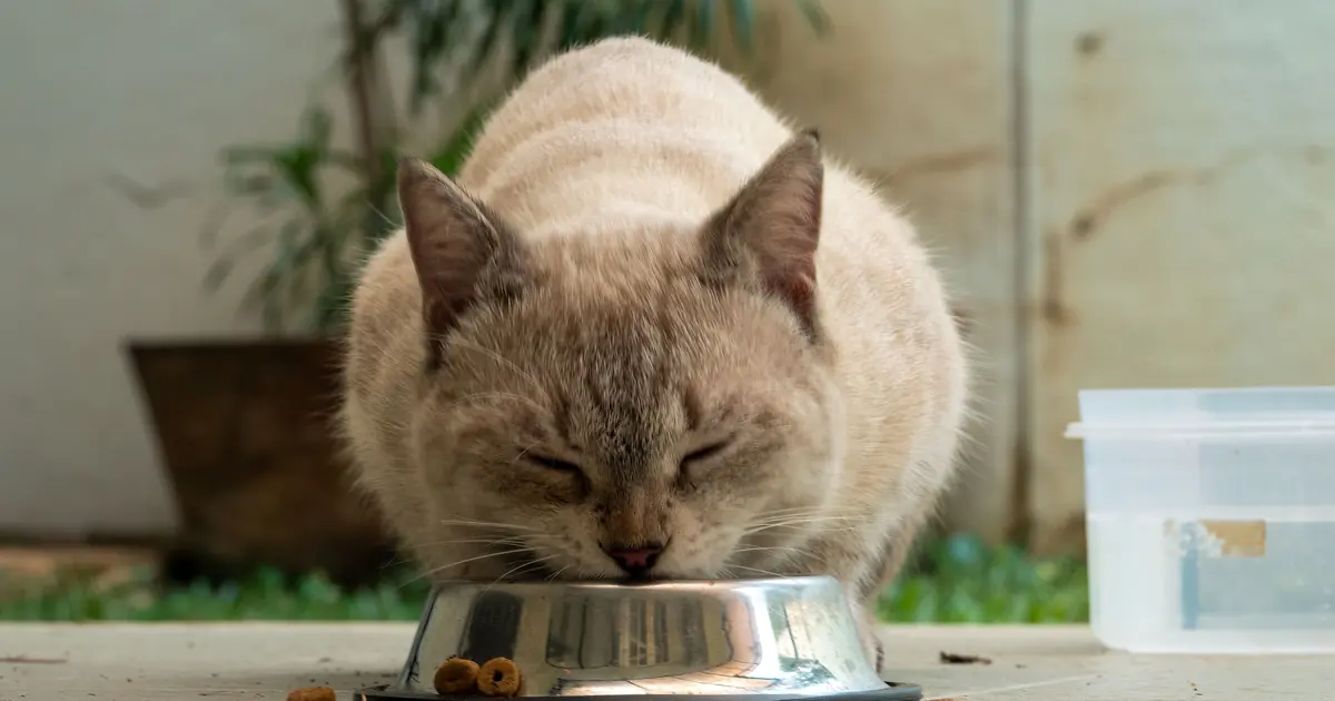 cat eating high protein wet food