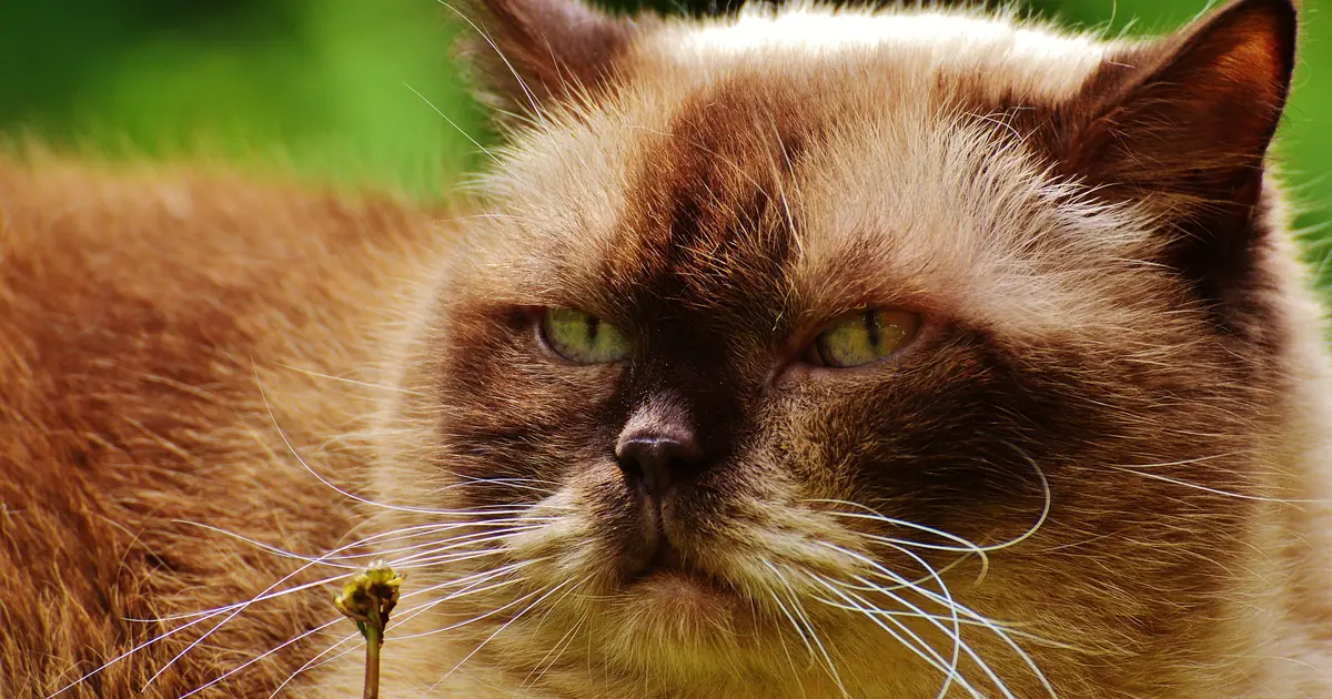 a Himalayan cat close up