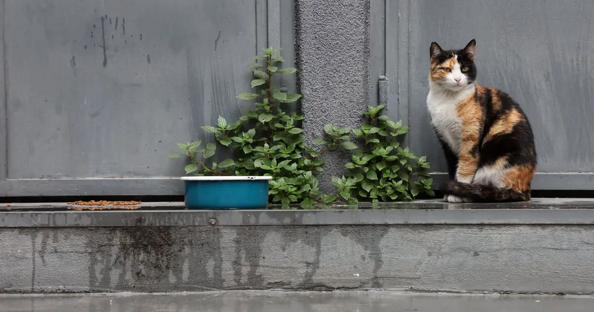 cat beside a bowl of holistic cat food