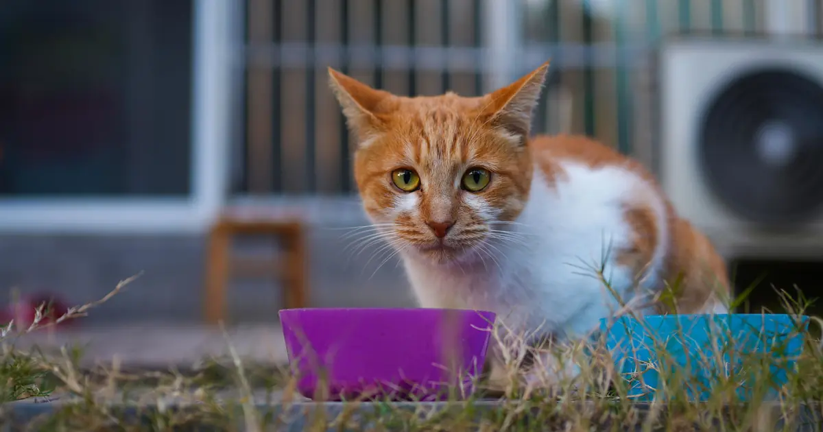 cat beside a bowl of holistic cat food