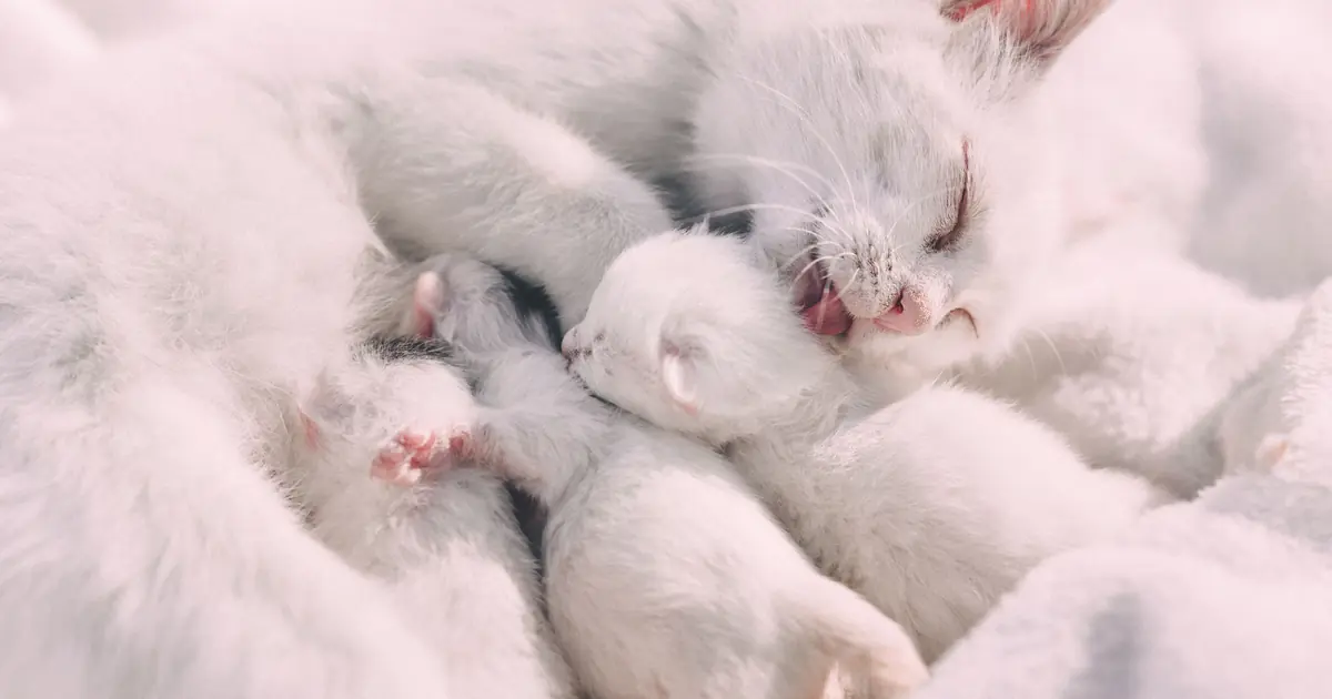 newborn kittens nursing