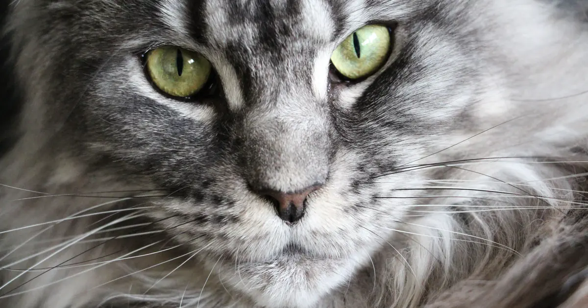 a Maine Coon kitten close up