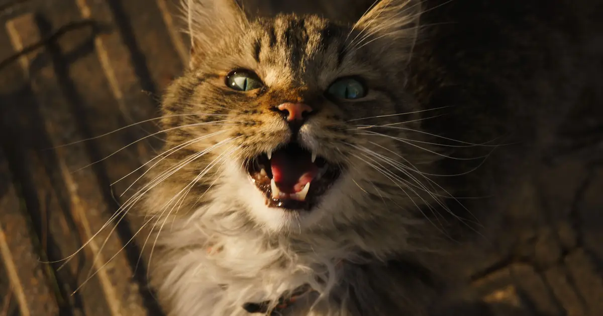 a Maine Coon cat meowing