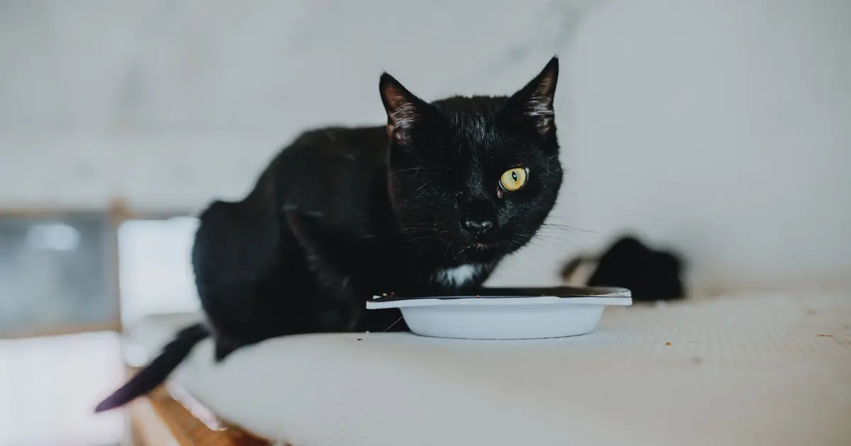 cat eating natural grain free cat food