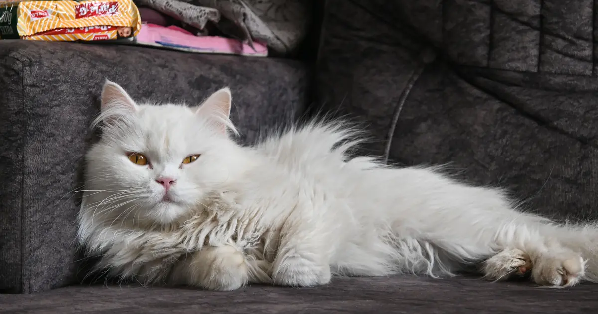 a Persian cat lounging