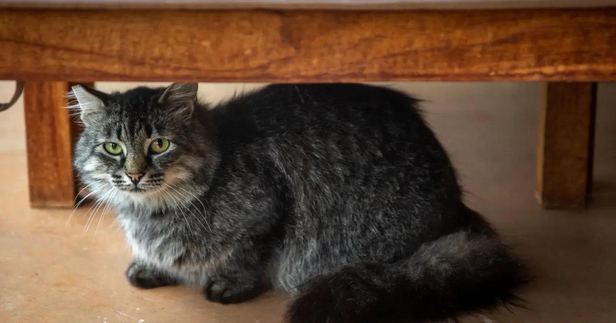 a scared cat hiding under furniture