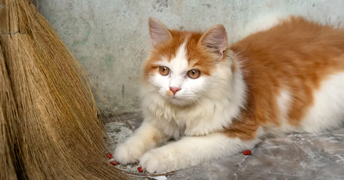 cat beside a clean litter tray at home