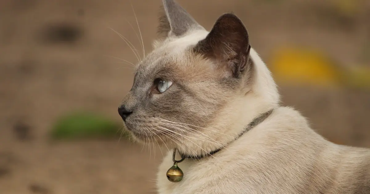 a Siamese cat full body side view