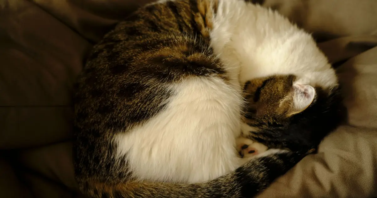 a Siamese cat curled up warm
