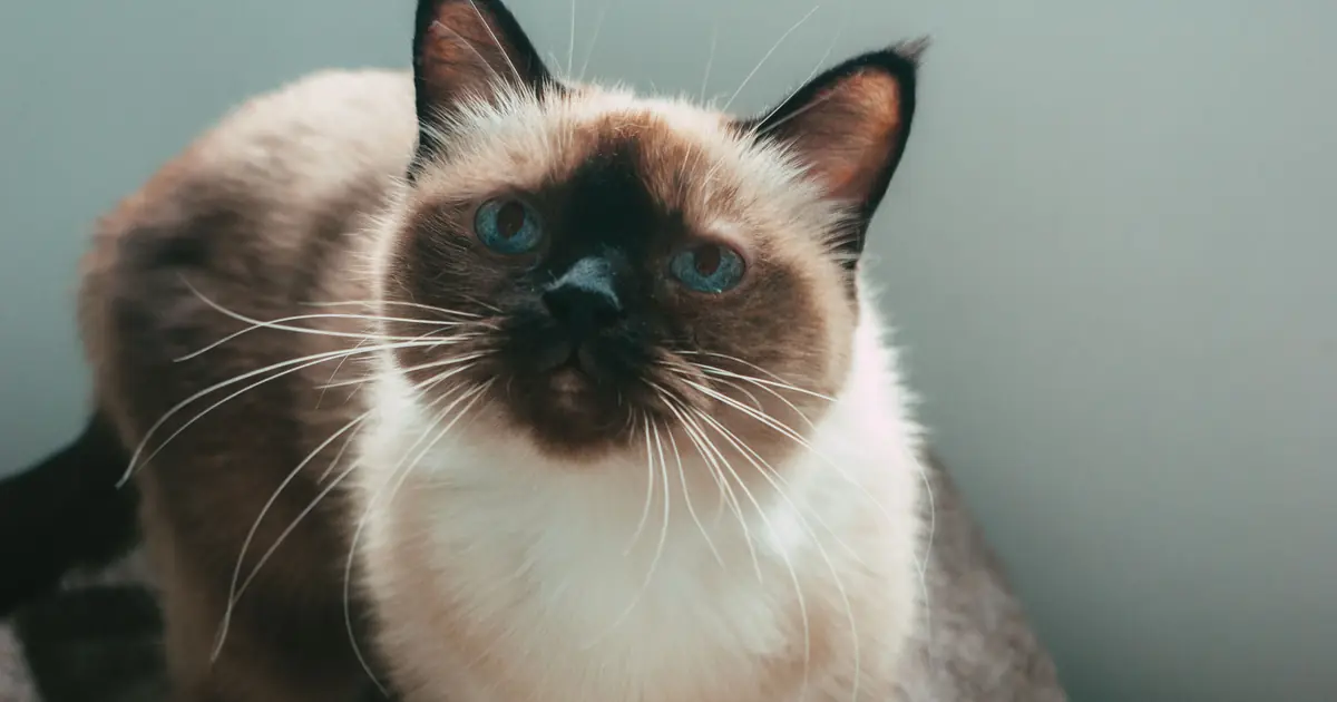 a Siamese cat with blue eyes