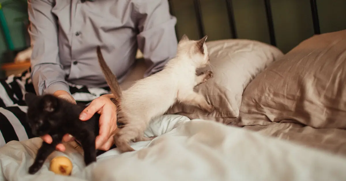 a person in bed with a cat nearby