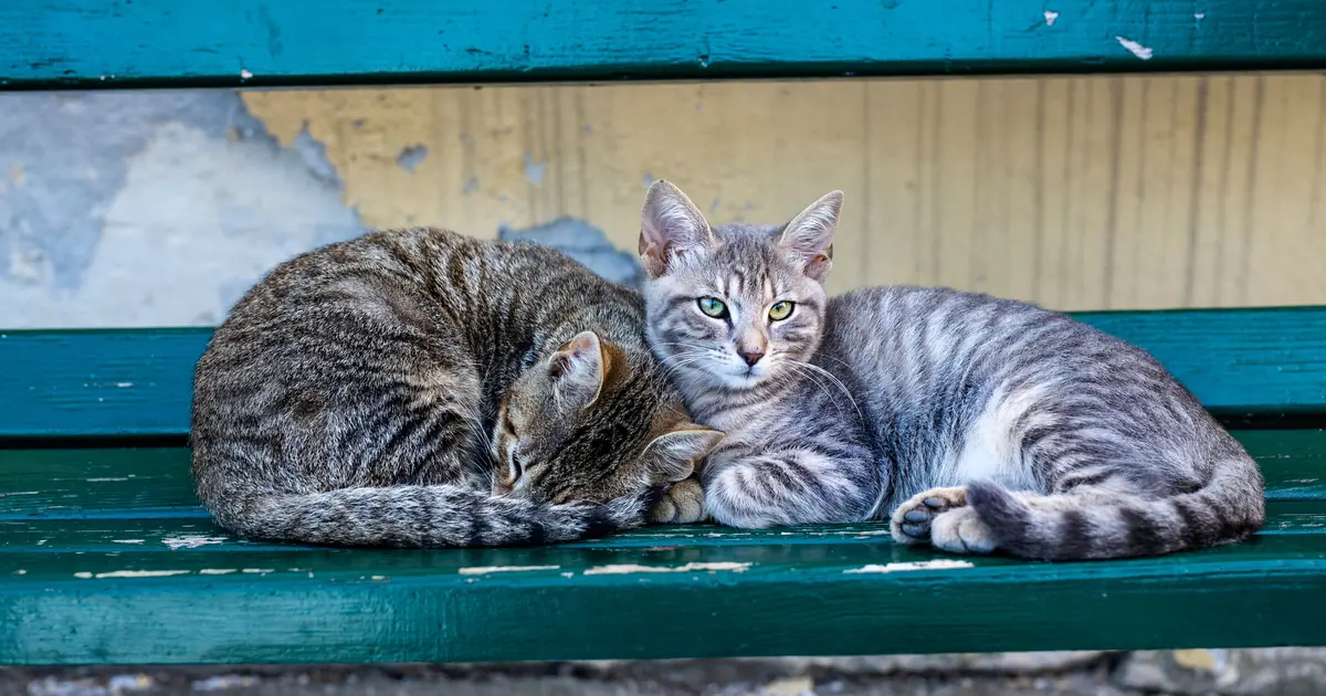 two cats lying near each other