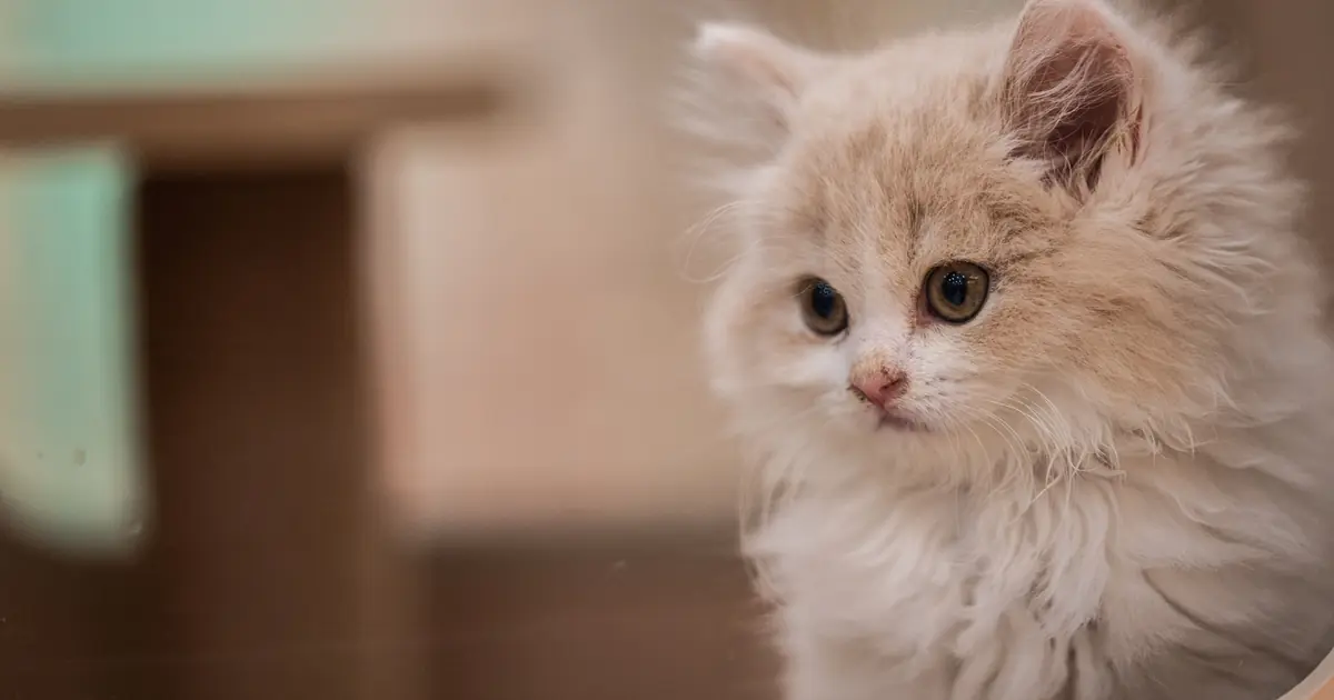 a fluffy white cat