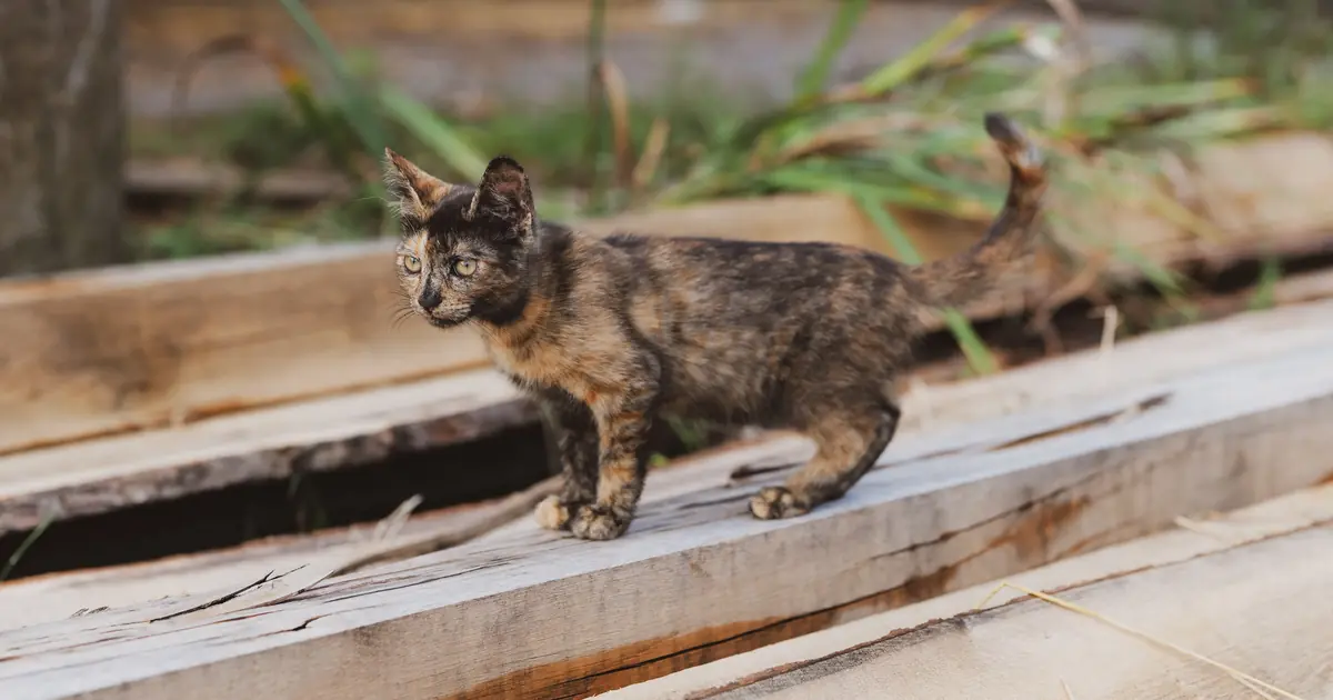 a young cat exploring
