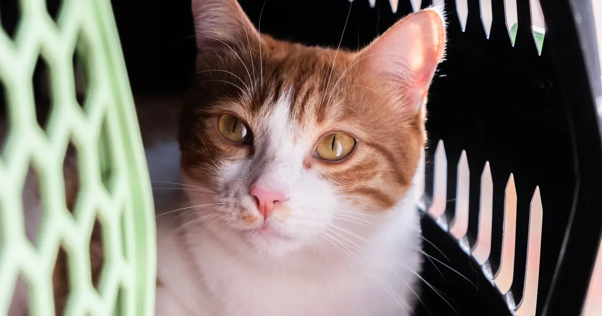 a cat inside a pet carrier