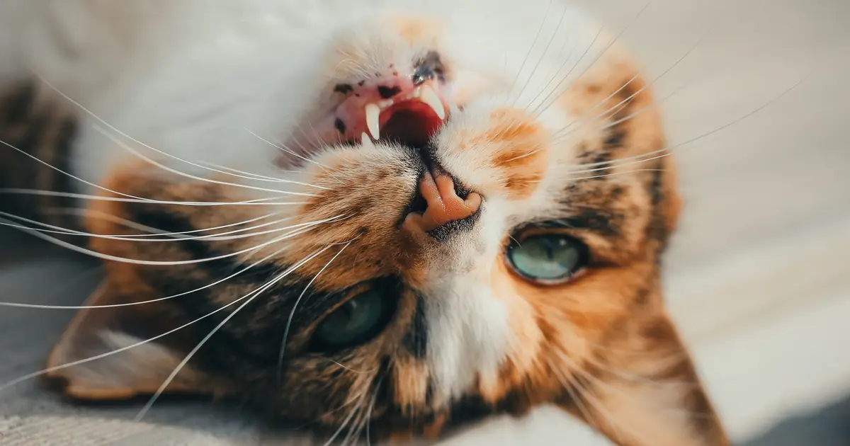 close up of a cat's mouth and teeth