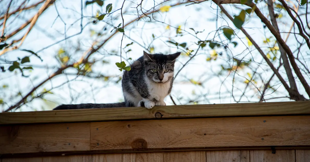 cat sitting on the top platform of a cat tree