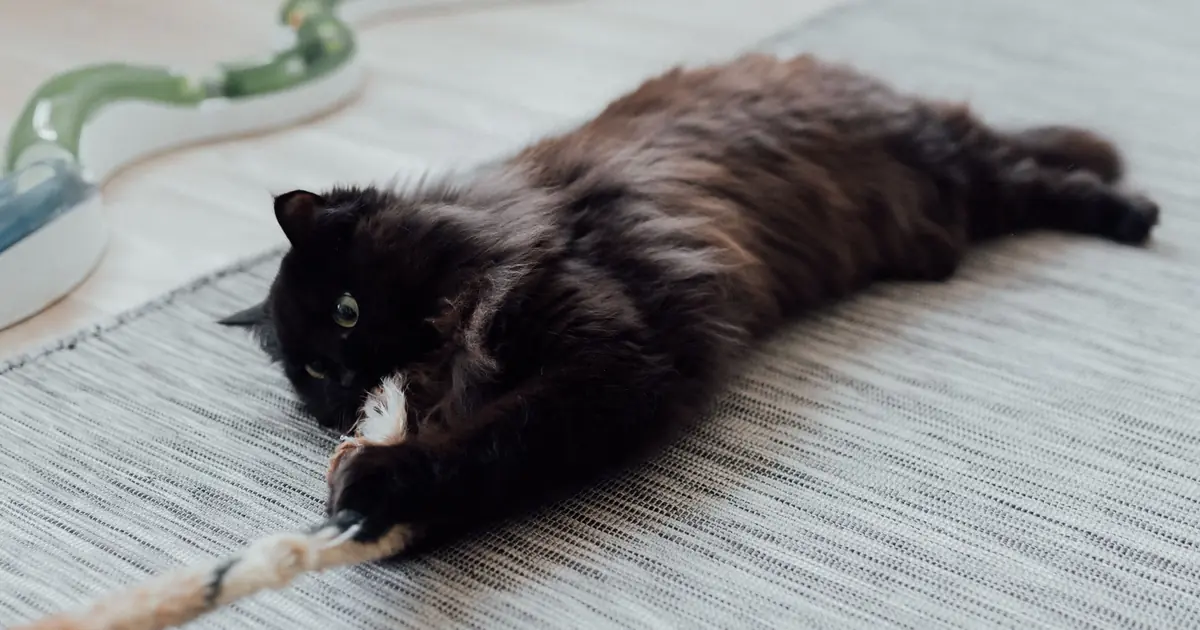 cat playing with a toy on the floor