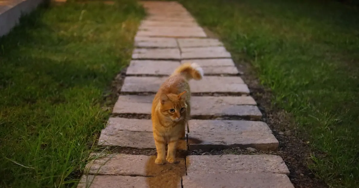 a cat walking at night