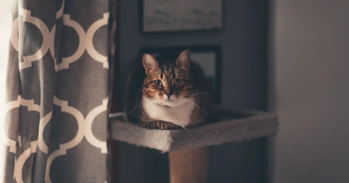 large cat resting on a tall cat tower