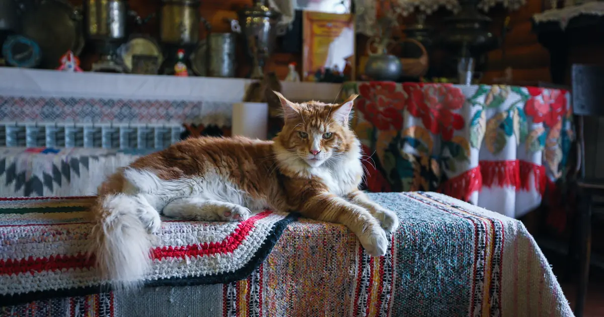 a Maine Coon lying near its owner