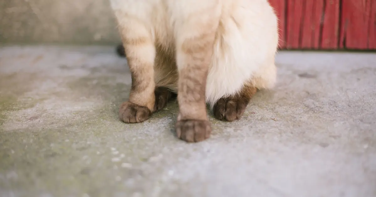 a Siamese cat paws close up