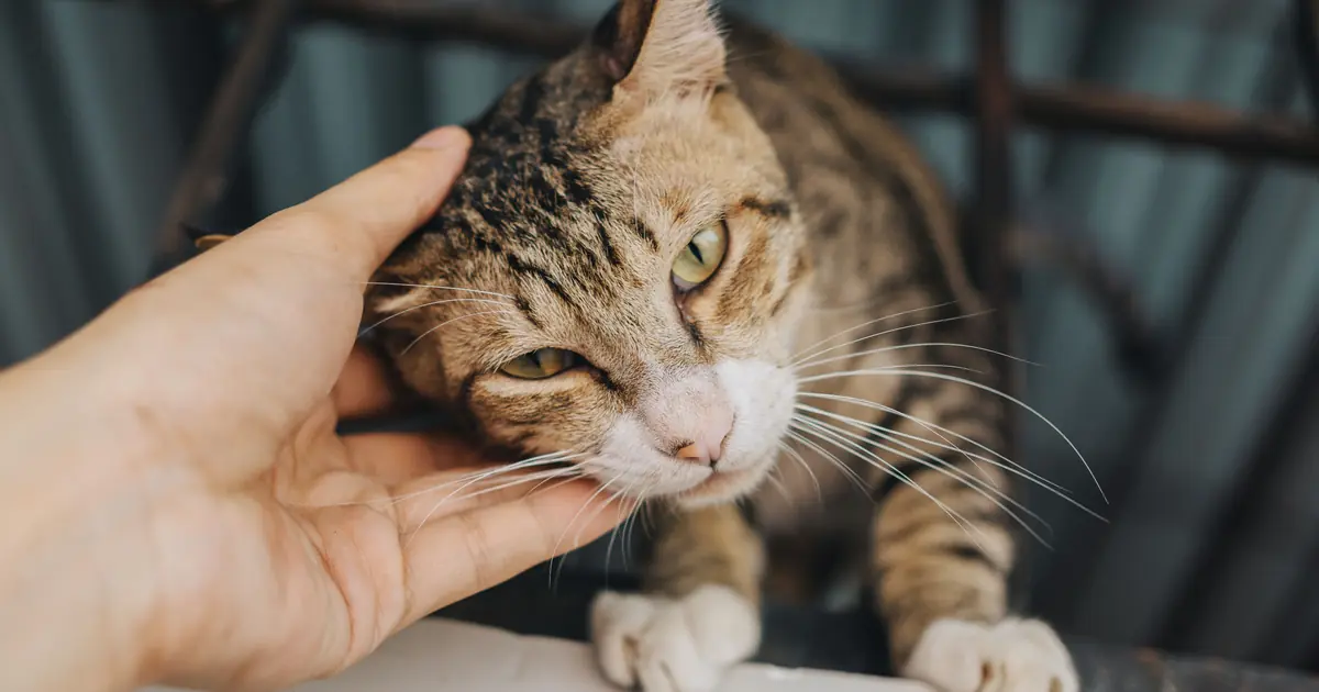 Tabby cat pressing its cheek into a hand, leaving scent from the cheek glands